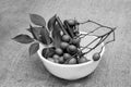 Neem leaves,ÃÂ  fruits, and stems on bowl. Medicinal neem seeds, leaf, branches for homeopathy, ayurveda traditional raw material